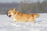CORGI PEMBROKE 928